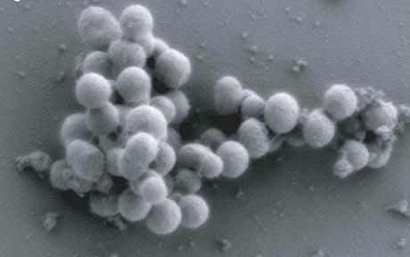 Forskare har återskapat en levande organism i en datormodell