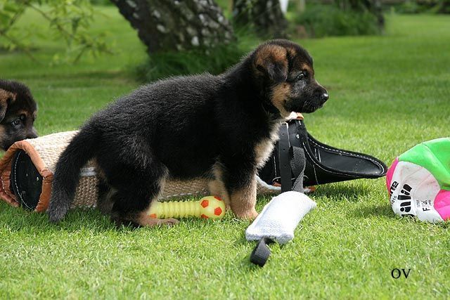 En hund behöver socialiseras även med en valp