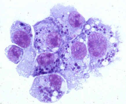 Patogener av mänsklig anaplasmos (familj Anaplasmataceae)