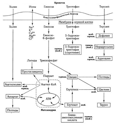 Vägarna för metabolismbyte och rollen av blod-hjärnbarriären i ämnesomsättningen (på: Shepherd, 1987)