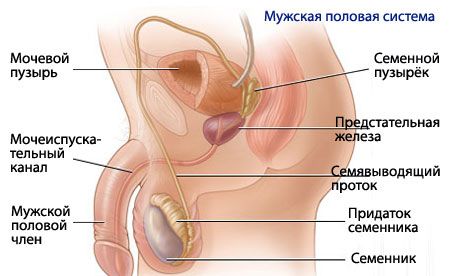 Anatomi och fysiologi hos det manliga reproduktionssystemet