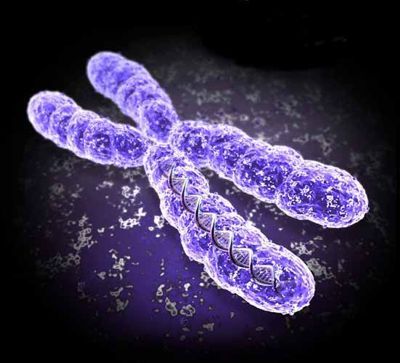 Orsaken till migrän är mutationen av X-kromosomen