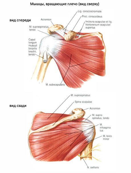Muskulär och subakut muskler
