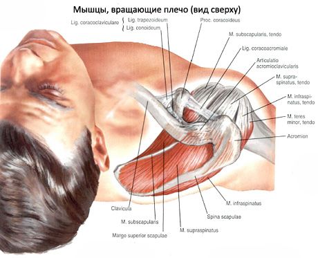 Muskulär och subakut muskler