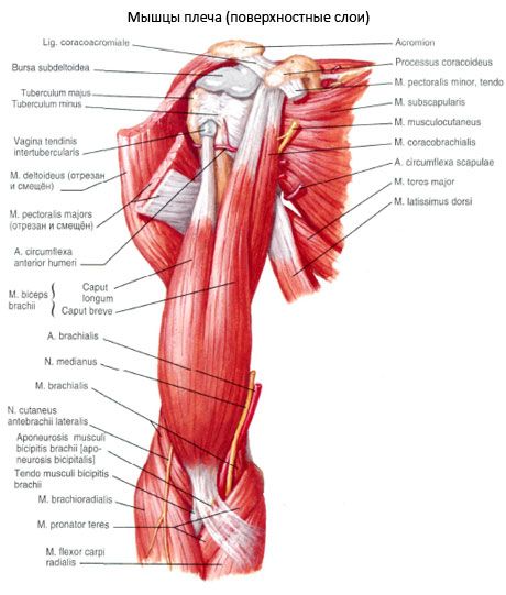 Biceps armen (axelbiceps)