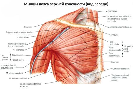 Muskler i axelbandet