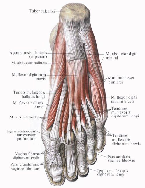 Muskler i foten
