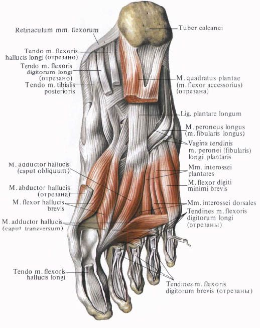 Muskler i foten