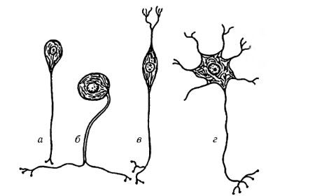 Typer av nervceller