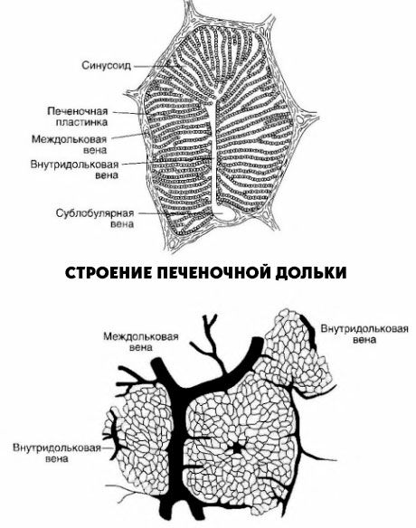 Strukturen i leverkloben