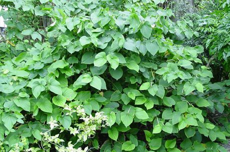 Cava produceras från roten av busken (Piper methysticum)