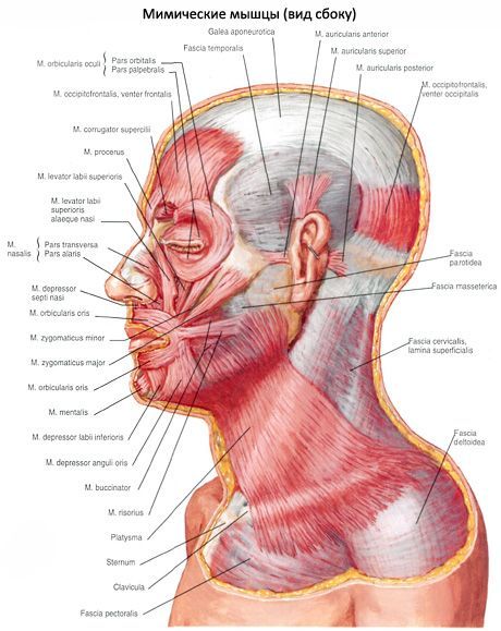 Den subkutana muskeln i nacken (platysma)