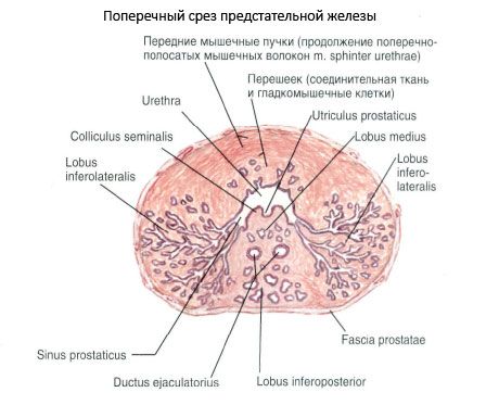 Struktur av prostata