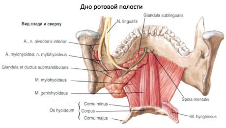 Den submandibulära spyttkörteln 