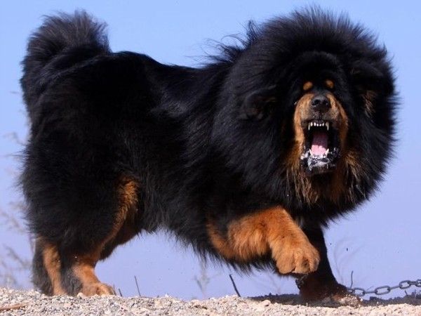 Tibetansk mastiff