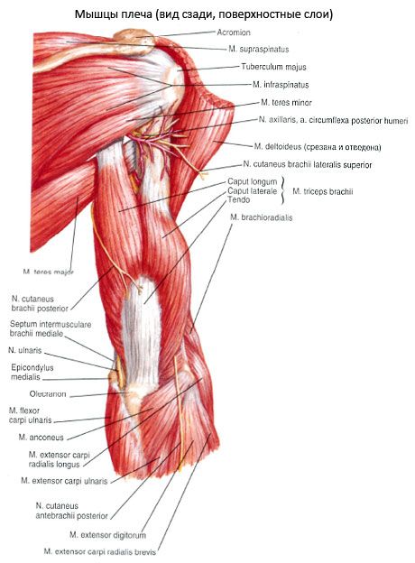 Triceps brachialis muskeln (triceps pelchet)