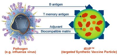 Ett komplext syntetiskt vaccin baserat på DNA-molekyler