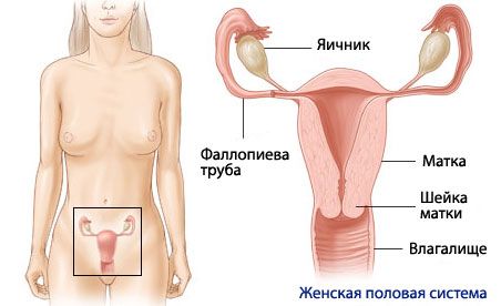 Anatomi och fysiologi hos det kvinnliga reproduktionssystemet