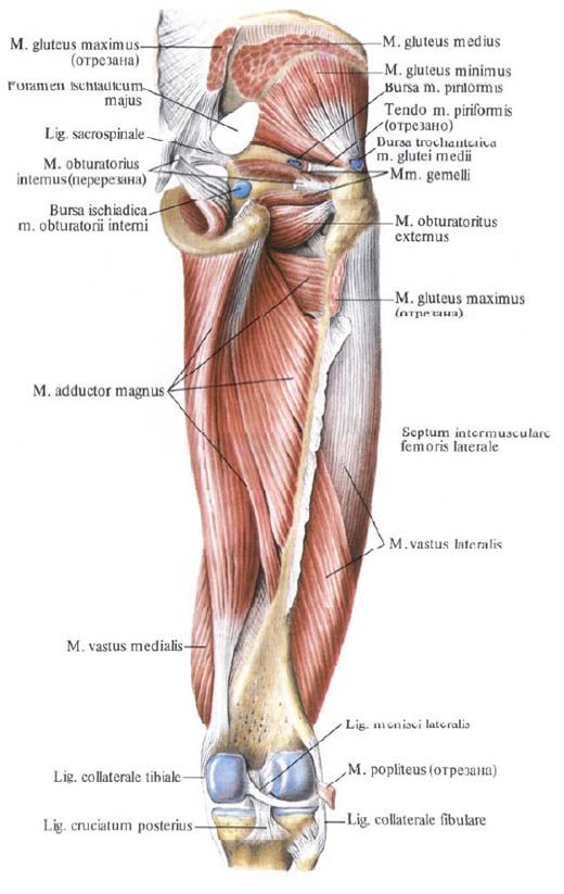 Gluteus muskler (liten gluteusmuskel)