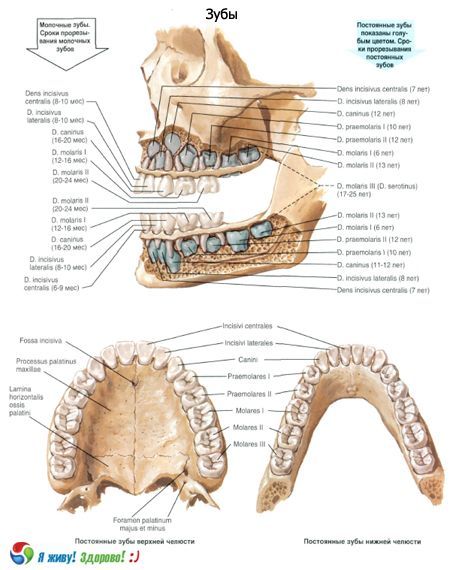 Tänder.  Tandens struktur